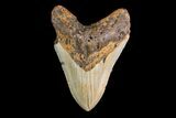 Fossil Megalodon Tooth - North Carolina #147768-1